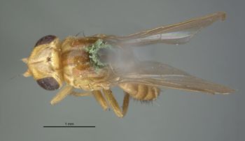 Media type: image;   Entomology 13360 Aspect: habitus dorsal view